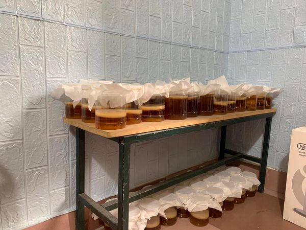 Trà Kombucha / Scoby Hũ 1 con nấm dày