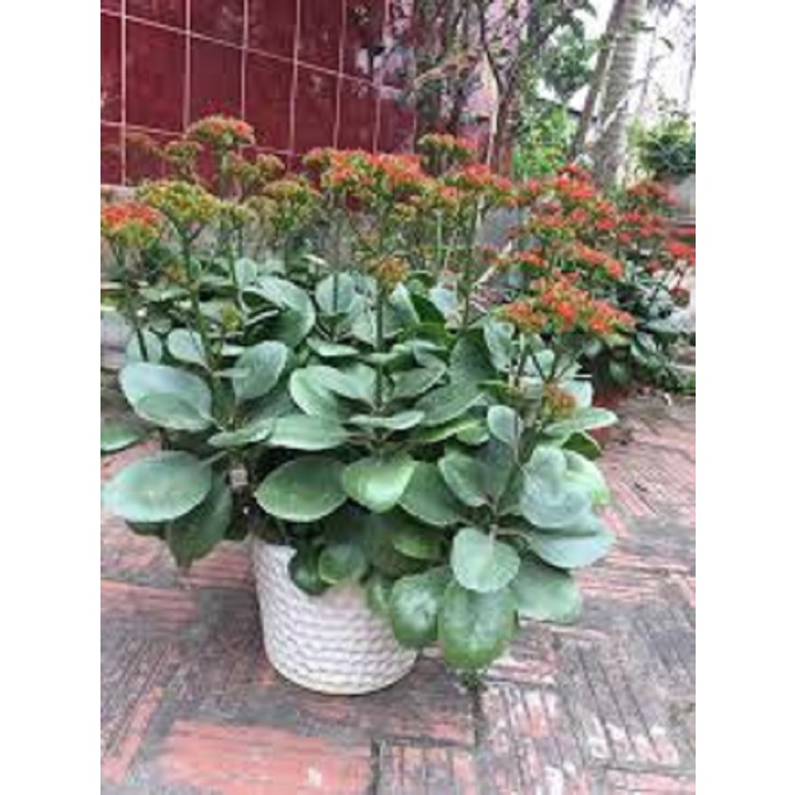 cây hoa bỏng hoa đỏ đẹp - CÂY DƯỢC LIỆU
