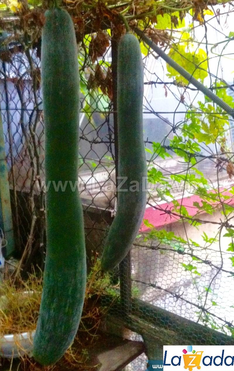 0.2Gr Hạt Giống Bí Sặt Bí Xanh (A1.301| C39*W44*M193)