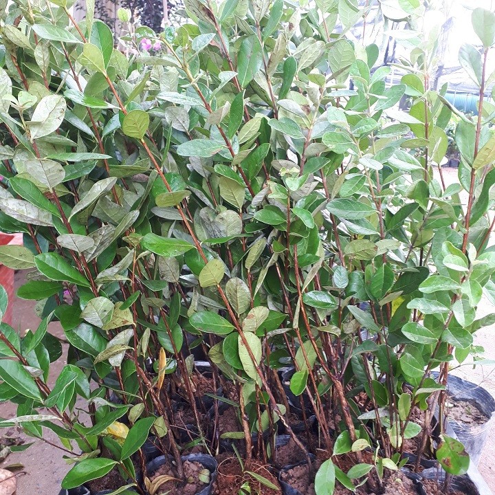 Cây ổi dứa khỏe đẹp giống chuẩn - 5564