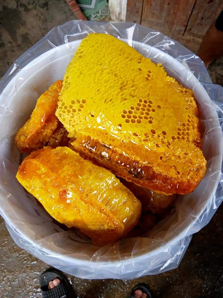 Mật Ong Rừng Tây Bắc