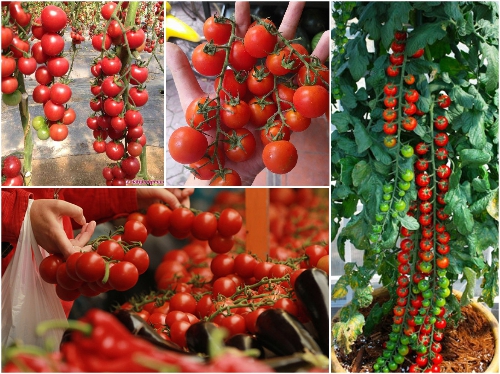 Hạt giống cà chua bi chùm ( cà chua bi chuỗi ngọc) gói 10 hạt
