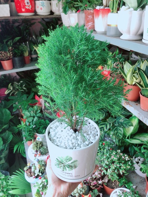 [HCM]Chậu Tùng Bồng Lai