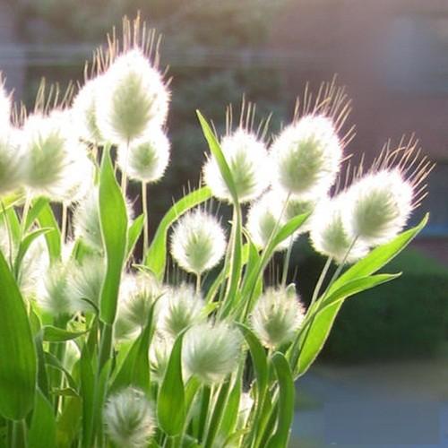 Hạt giống cỏ đuôi thỏ - 1 gói 100 hạt