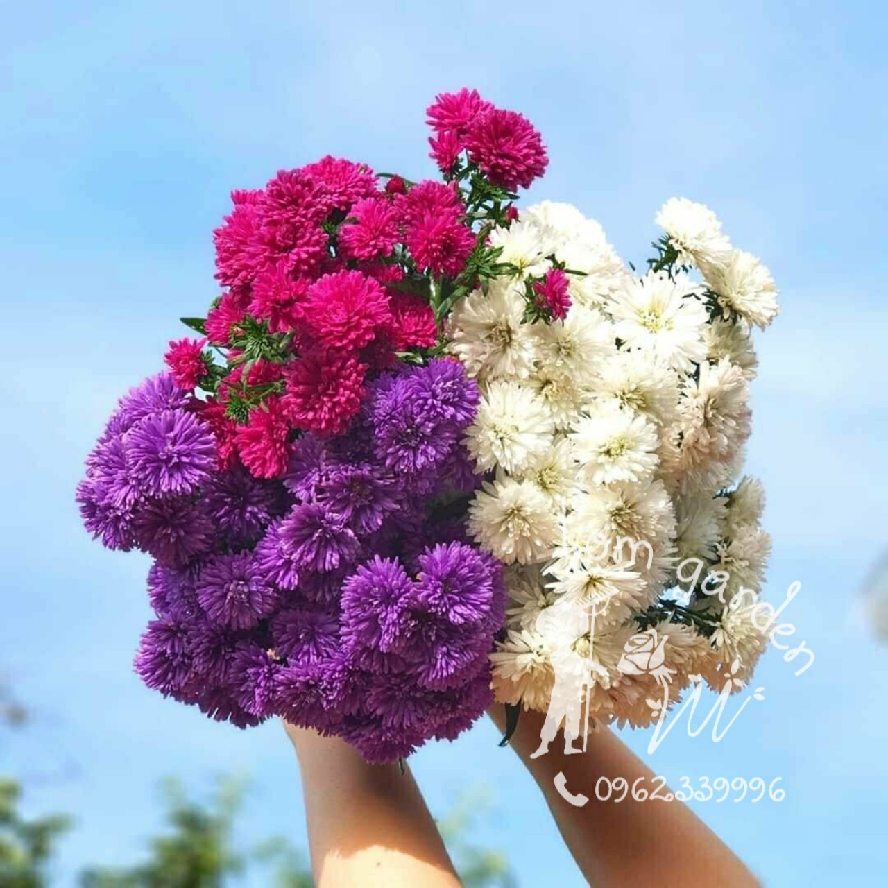 Combo 6 màu hoa Thạch THảo kép (15 cây)