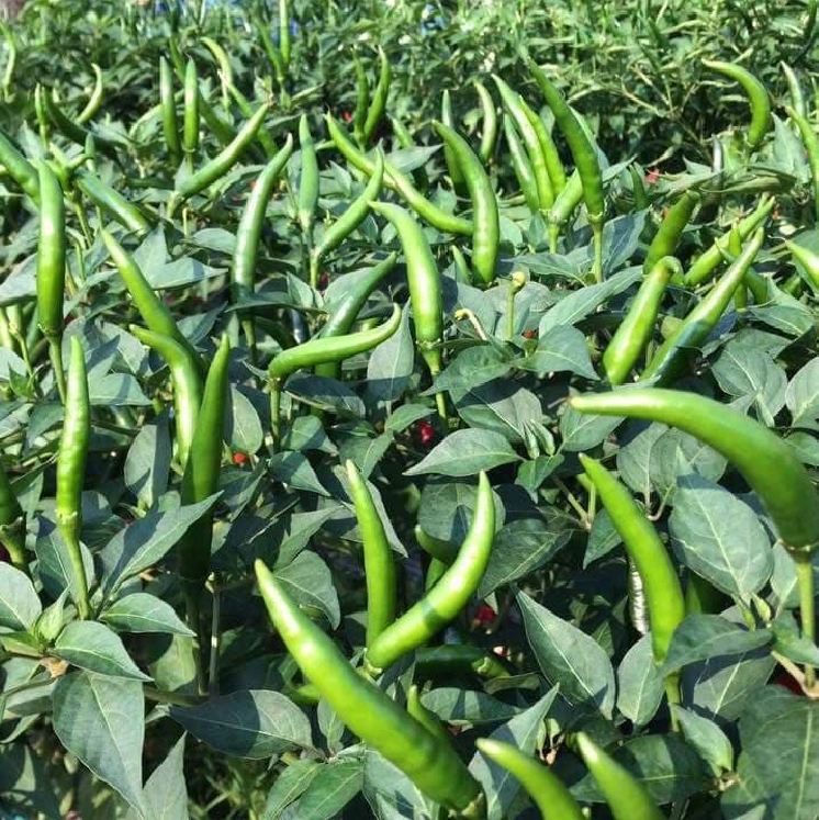 Super Spicy Chili Seeds - Pack of 30 Seeds