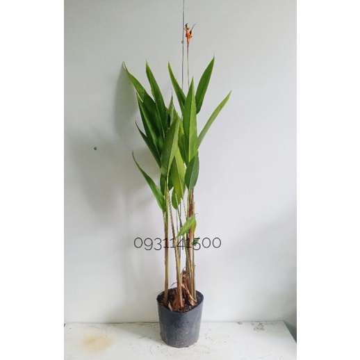 Cây chuối mỏ két ( Chuối thiên điểu)