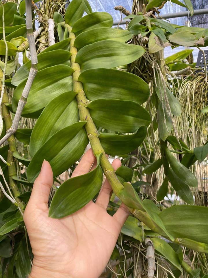 Hoa phong lan trầm tím -hàng thái( bảng gỗ 3-4 thân 1 bảng)