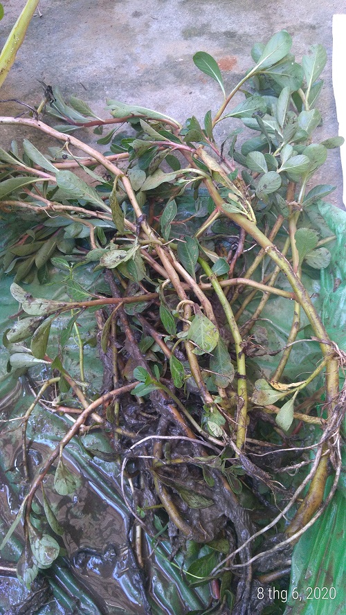 Cây rau dừa nước - Cây thủy sinh (1 bó 5 đến 10 nhánh)