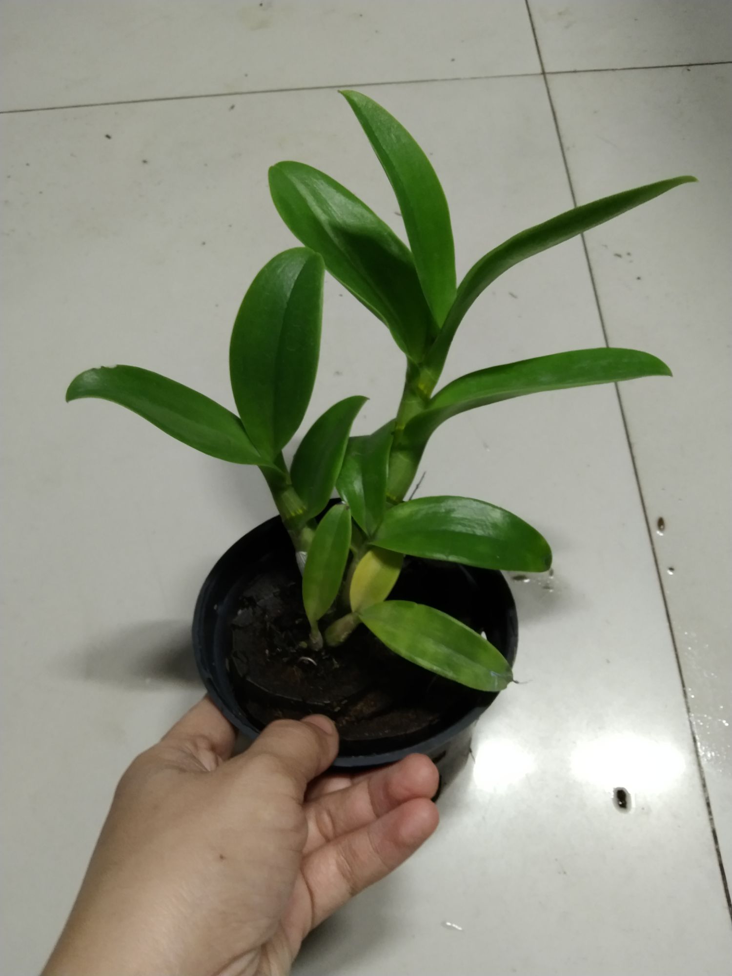 Hoa lan Denro nắng 3 vàng 3 đỏ hoa thơm