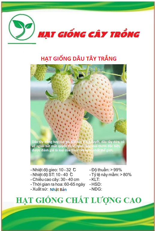 Hạt giống dâu tây trắng ct291 - gói 100 hạt - kns