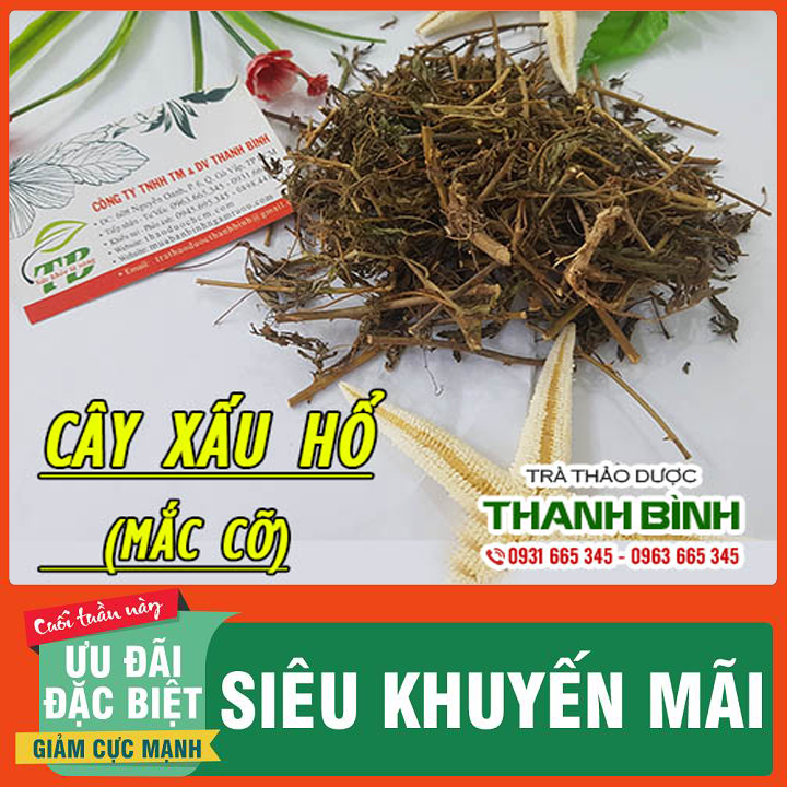 Cây Xấu Hổ ( Cây Mắc Cỡ ) Khô 500G Hàng Cty- Đông Y Thanh Bình
