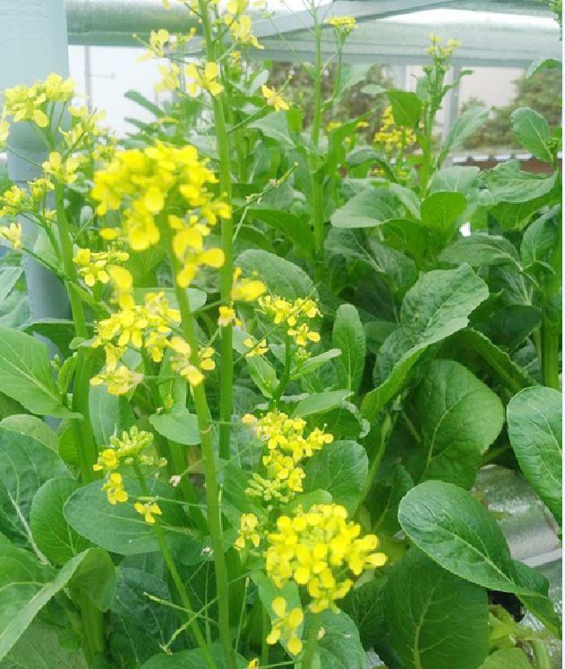 Hạt giống rau Cải ngồng Mập - gói 20gram