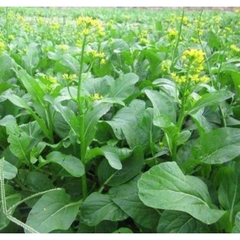 Gói 20g Hạt Giống Rau Cải Ngồng