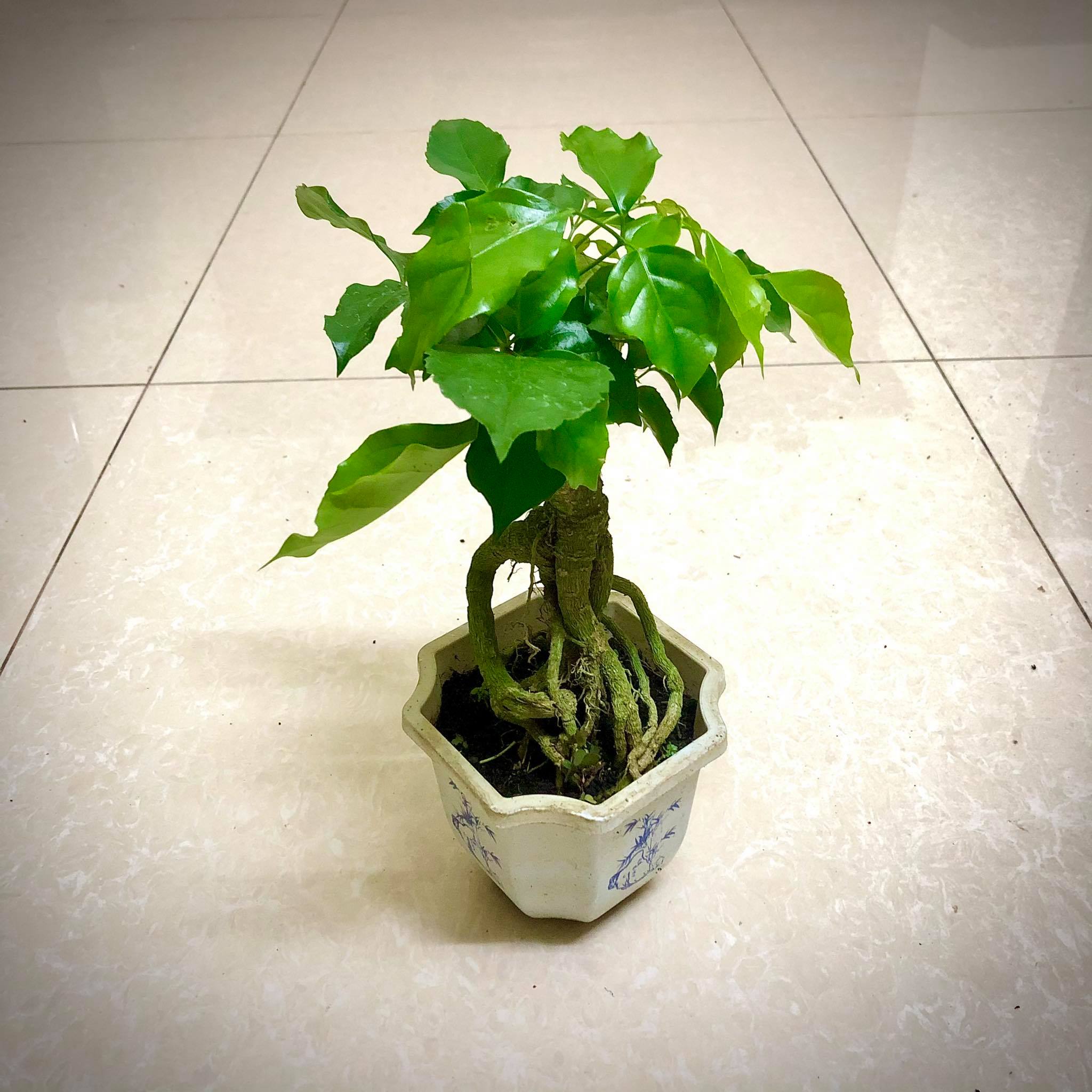 Cây hạnh phúc  Bonsai cao 25-30 cm