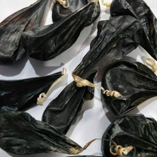 Sỉ toàn quốc mật kỳ đà