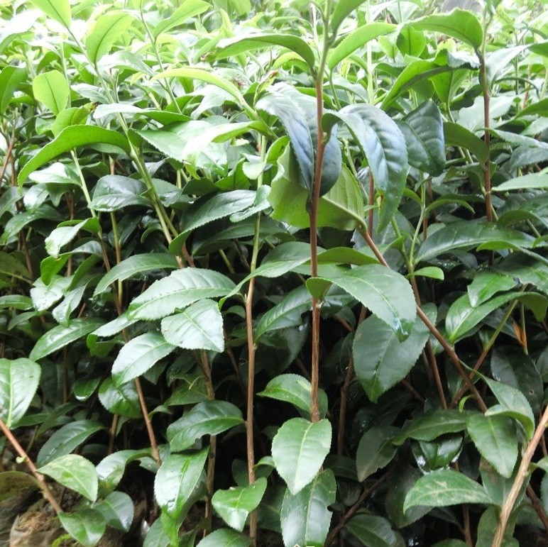 combo 3 bầu cây giống cây trà (chè ) xanh