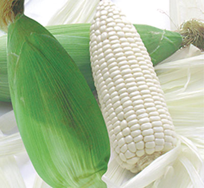 Hạt giống bắp nếp nù gói 100g
