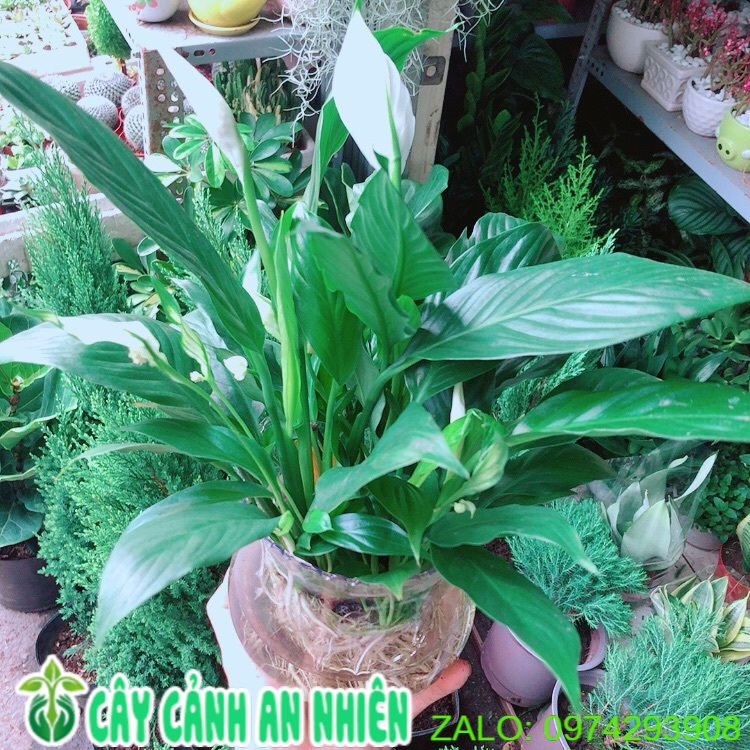 Chậu cây lan ý thuỷ sinh