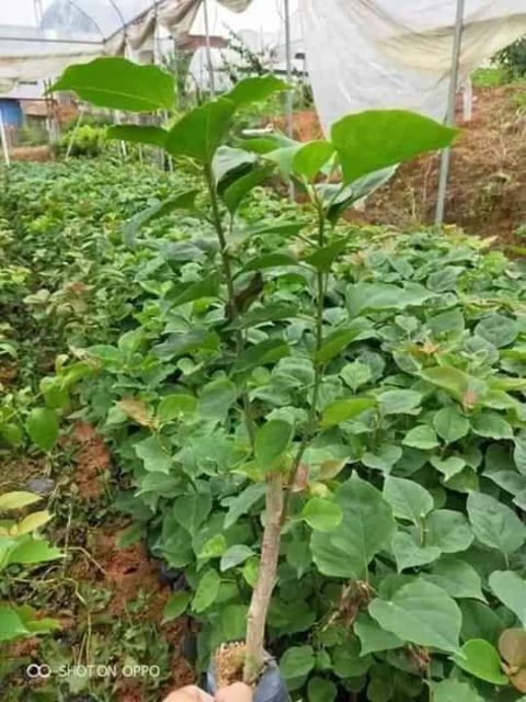 Cây hoa giấy nhiều màu