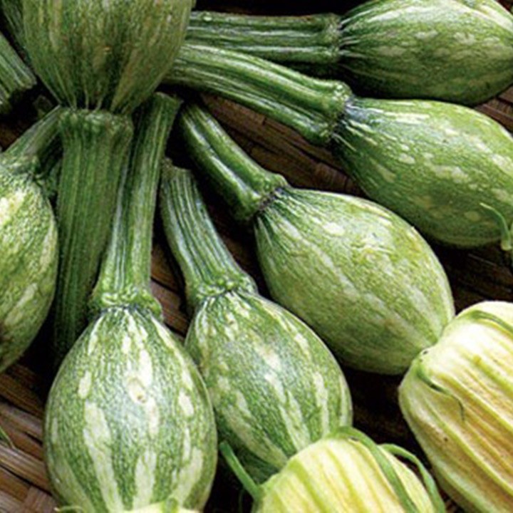 Hạt giống Bí Siêu Nụ