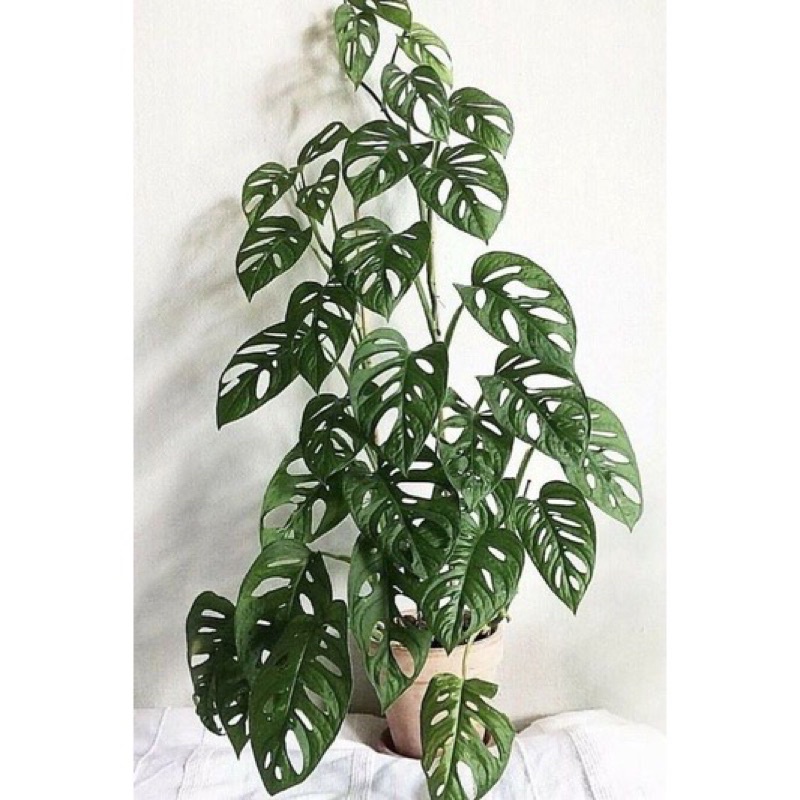 Cây Monstera adansonii Five Holes (Trầu Bà Lỗ, Quái Vật Lỗ) chậu nhựa