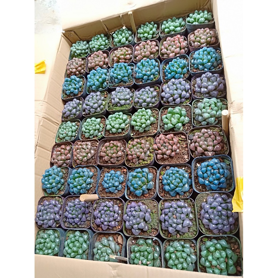 Hạt giống Hoa Sen đá 20 Hạt