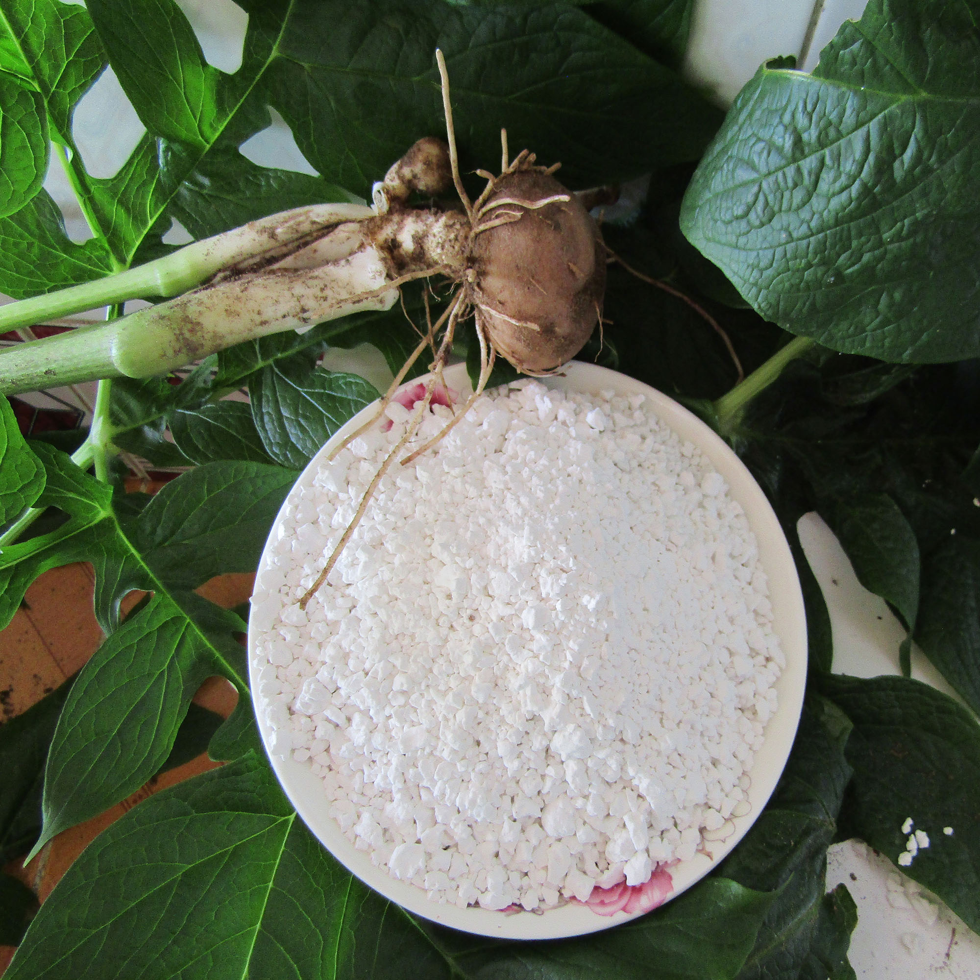 Bột nưa nguyên chất Bến Tre