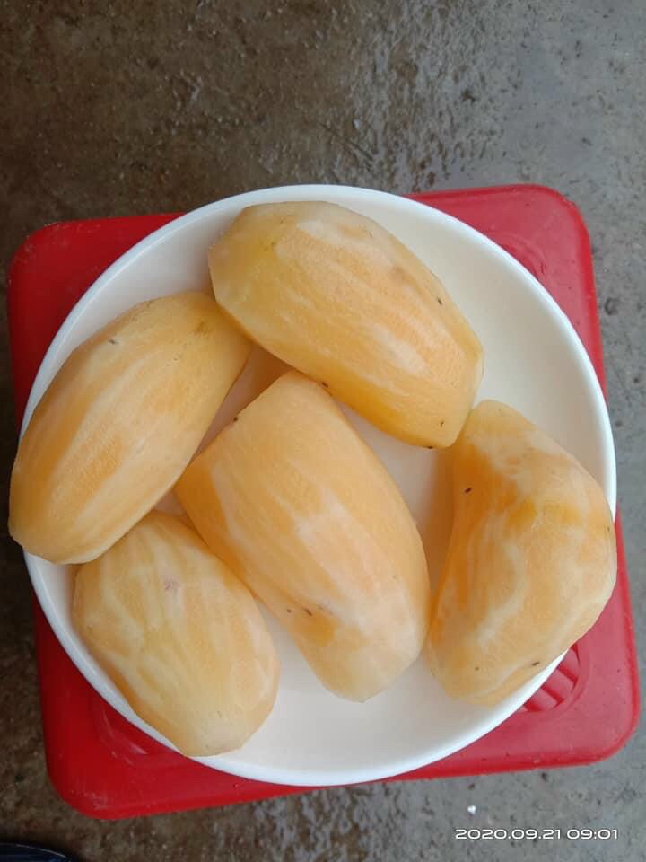 Combo 5kg khoai sâm đất Lào Cai (củ vừa 6-8củ/1kg)