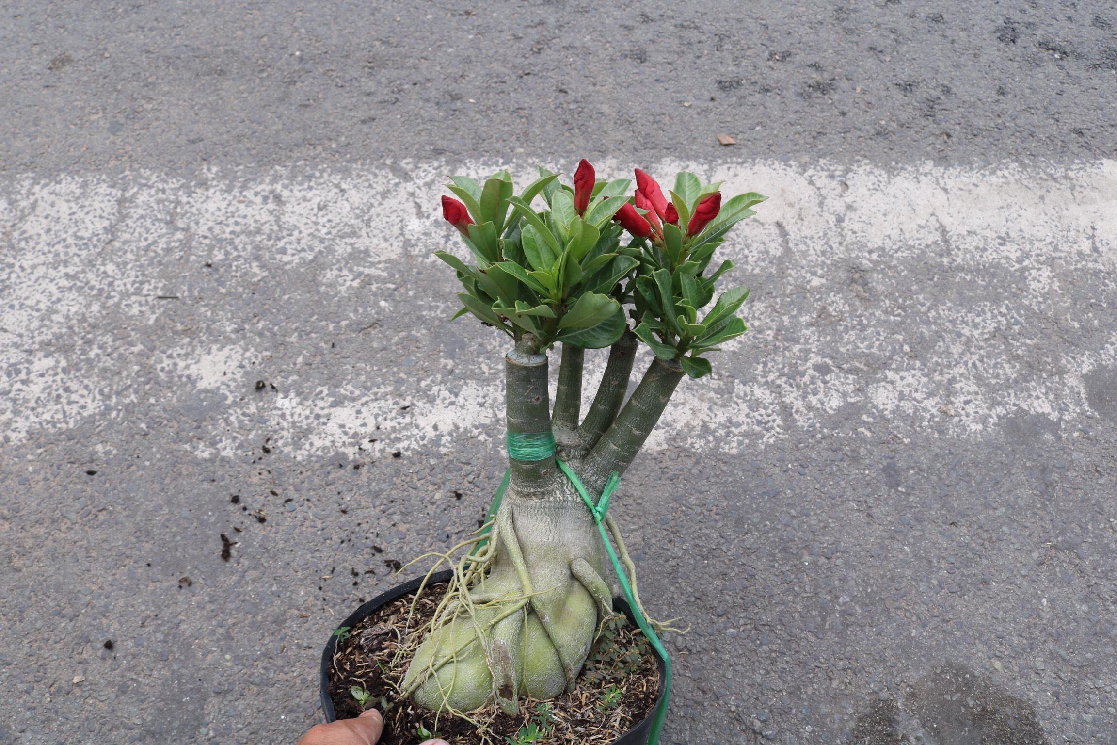 Cây sứ Thái bông kép gốc to