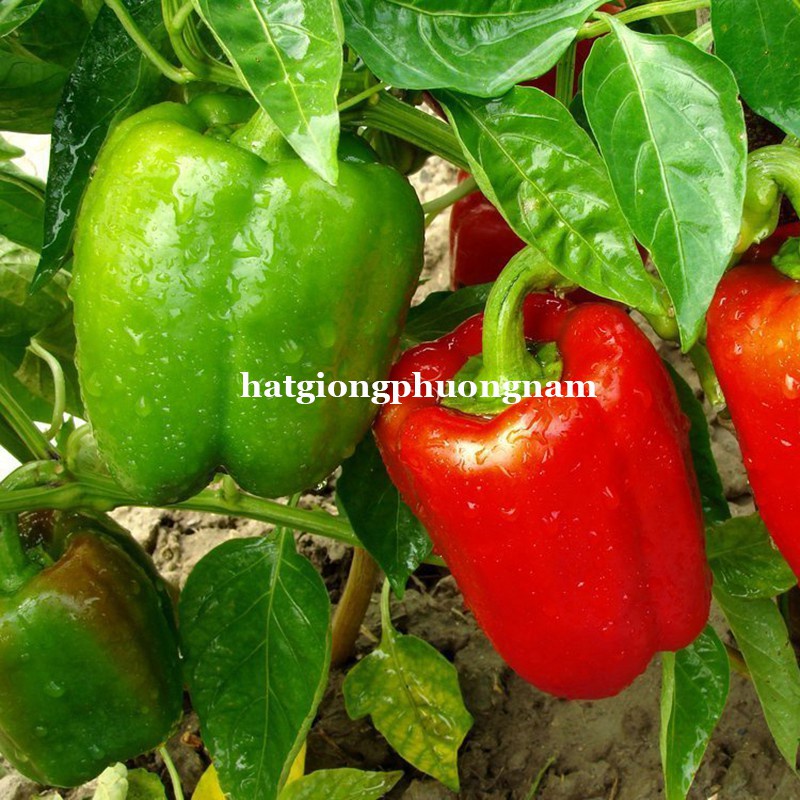 10H - HẠT GIỐNG ỚT CHUÔNG JL4