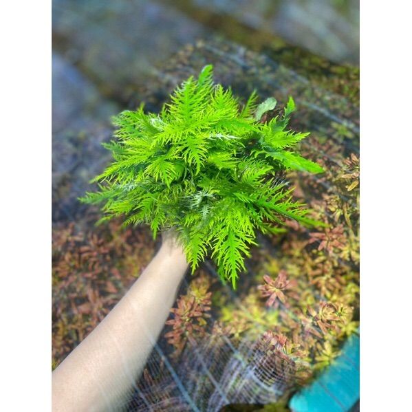 7 heads Willow scented aquarium