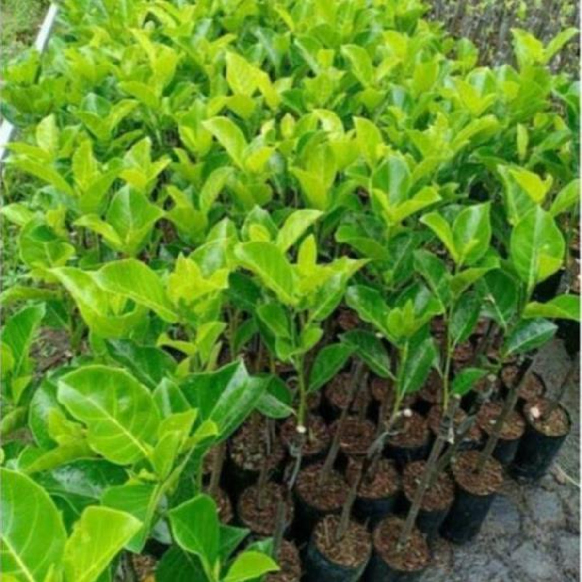 Mít không hạt, giống cây mít không hạt