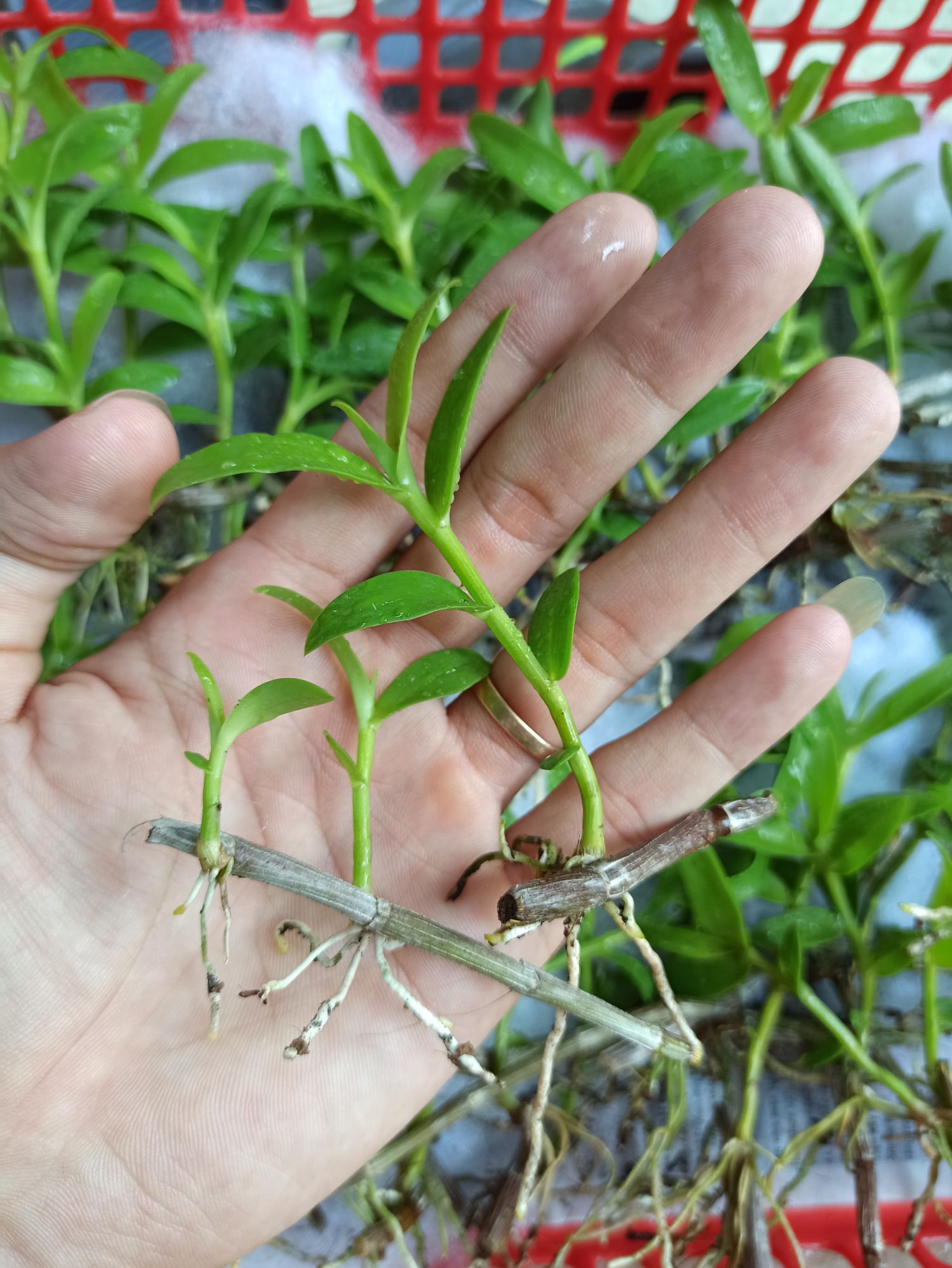3 Kie Lan Giả hạc hoa hồng đỏ