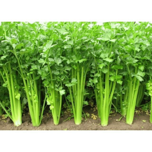 hạt giống rau cần tàu - gói 10gr