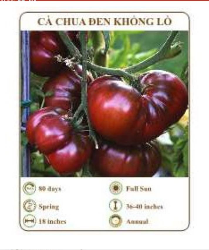 Hạt giống cà chua đen khổng lồ