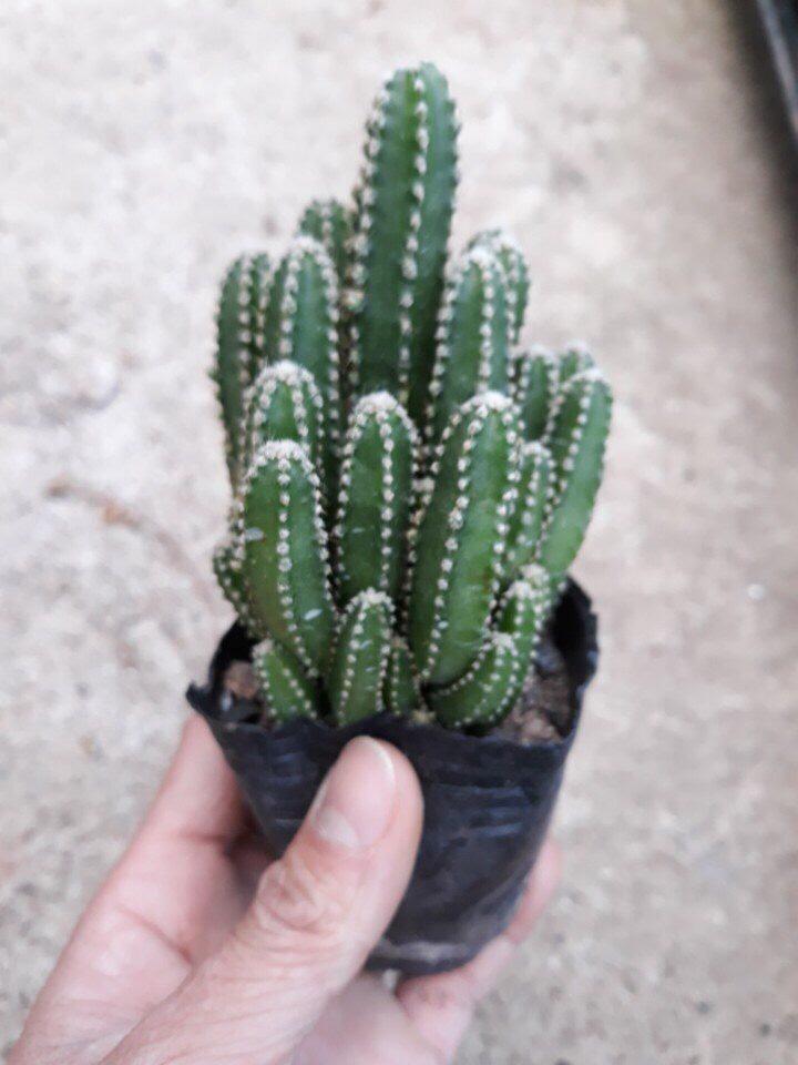 [HCM]Xương Rồng Damsi Cổ Size To