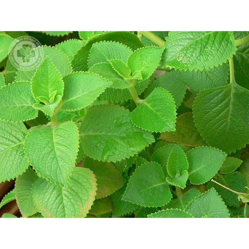 100g Lá húng chanh nhà trồng