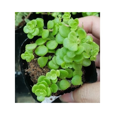 Sen đá sedum vẩy cá