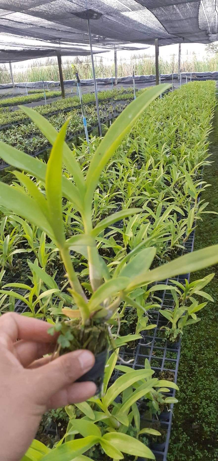 Hoa lan nắng thơm Urawan cây giống Cao 7-12Cm