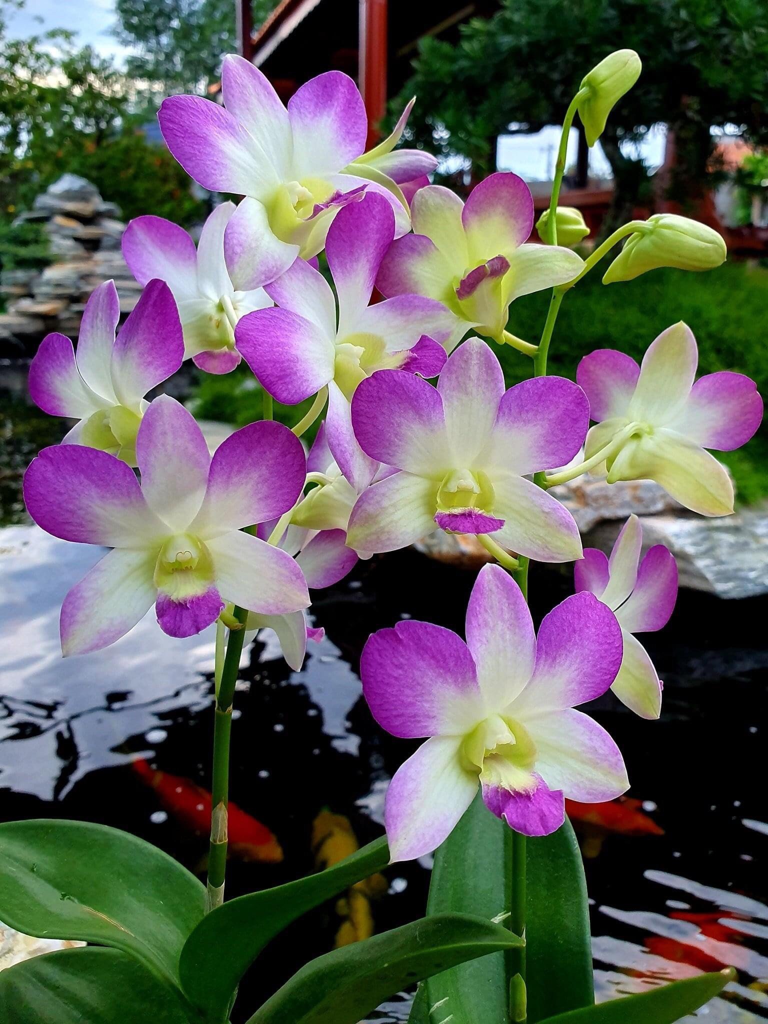 Hoa lan lavender