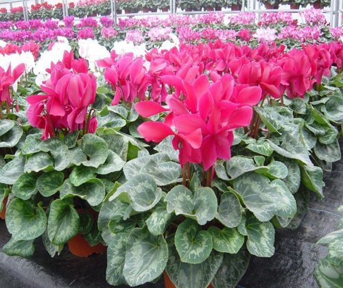Hạt giống hoa Anh Thảo gói 10 hạt