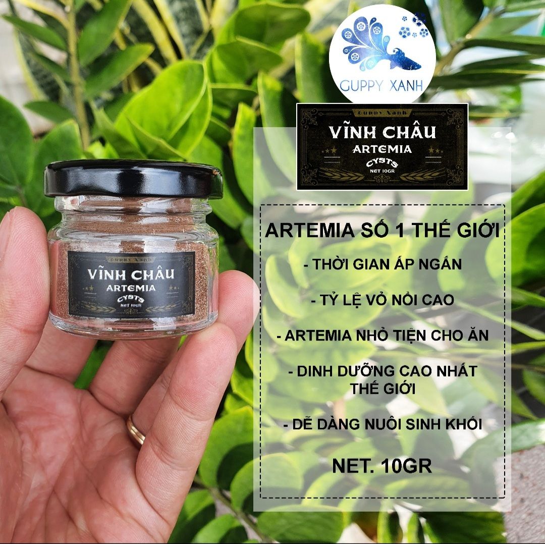 Artemia Vĩnh Châu Bạc Liêu - 10gr