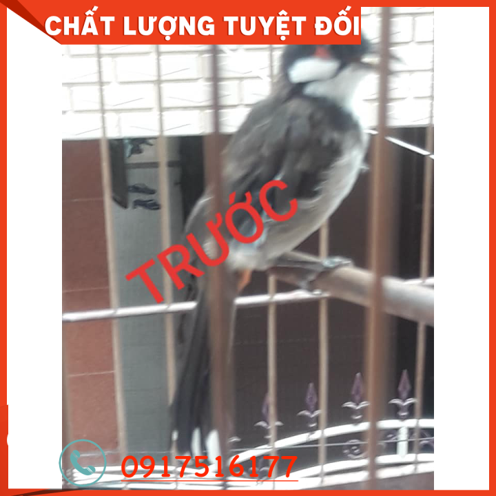 Triệu chứng và cách xử lý khi phát hiện gà nhiễm bệnh ORT? - Tạp chí Chăn  nuôi Việt Nam