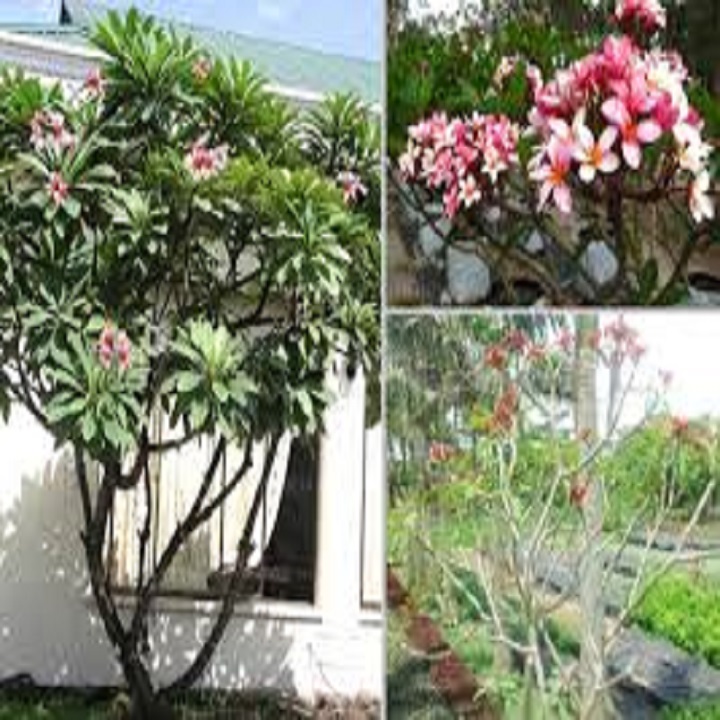 (giảm giá) CÂY ĐẠI ĐỎ , Cây đẹp chuẩn giống
