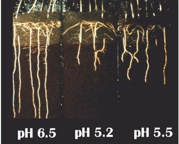 Enzyme cải tạo đất pH Soil Life - Gói 1kg