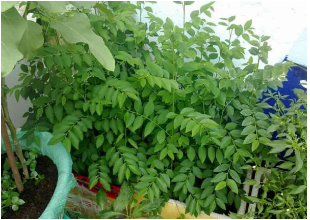 Hạt giống Rạng Đông, Hạt giống trồng rau sạch
