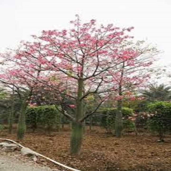 CÂY GIỐNG HOA MỸ NHÂN