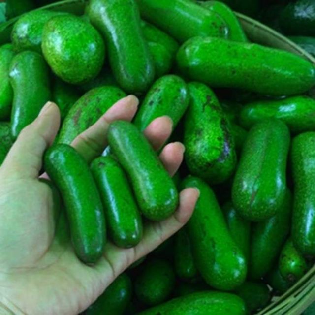 Cây giống bơ tí hon không hạt