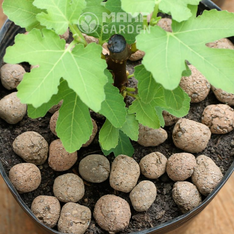 Viên đất nung SFARM (Sỏi nhẹ)